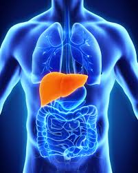 liver disease medlineplus