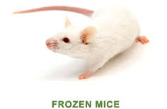Frozen Feeder Mice Pinkies Small Adult Mice