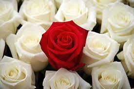 Many White Roses With A Single Red Rose