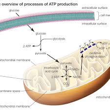 This is the currently selected item. Learn About The 3 Main Stages Of Cellular Respiration