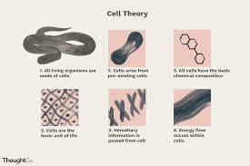 cell theory a core principle of biology