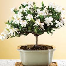 Gardenia Bonsai Bonsai Tree Care