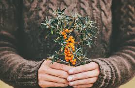 what is sea buckthorn oil rooted in