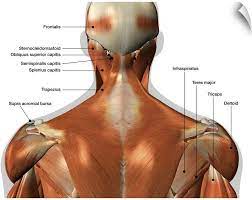 Jugularis posterior) begins in the occipital region and returns the blood from the skin and superficial muscles in the upper and back part of the neck, lying between the splenius and trapezius. Amazon Com Canvas On Demand Labeled Anatomy Chart Of Neck And Back Wall Decal Artwork Home Kitchen