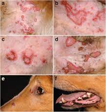 cutaneous lupus erythematosus in dogs