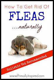 natural flea control how to get rid of