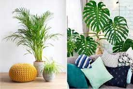 decor guide to decorating with plants