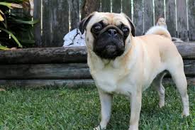 Is Your Pug Overweight How To Tell What To Do The Pug Diary