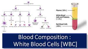 blood composition of blood functions