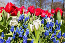 May 22, 2020 · these flowers are quite rare to find but are extremely popular for its beauty. Everything You Should Know About Red White And Blue Flowers Floraqueen