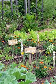 Plant In Your Vegetable Garden