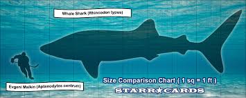 Fact Sheet The Whale Shark The Update