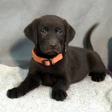 Chocolate labrador retrievers puppy pictures, family lab photos, everything about chocolate. Petey Labrador Retriever Puppy 621675 Puppyspot