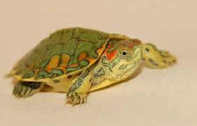 Red Eared Slider Babies Diet And Nutrition