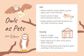 In the usa and australia, it is illegal to own a native owl. Do Owls Make Good Pets