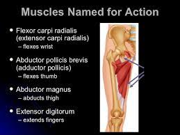 However, the muscle names often reflect something about their action, their shape, or their locations. The Muscular System Powerpoint