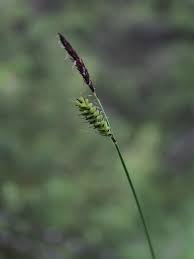 Carex cespitosa - Wikipedia