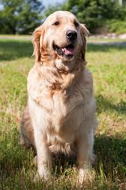 Characteristics, history, care tips, and helpful information for pet owners. Golden Retriever Breeder Stud Service Puppy Puppies Connecticut Massachusetts New York New Jersey Rhode Island New England Crane Hollow Goldens