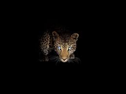 wallpaper s jaguar 46989