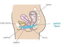pelvic floor and back pain