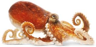 Image result for octopus