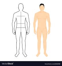 Man Anatomy Silhouette Size Human Body Full