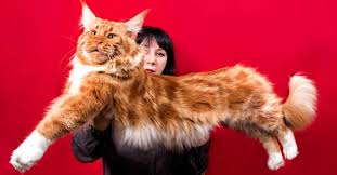 discover the largest maine cat