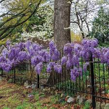 Plant a few around your garden, and watch them thrive. Blue Moon Wisteria Tree Living Plant 1 Year In 4 Pot Trees Patio Lawn Garden Svanimal Com