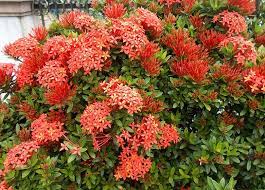 Partial shade to full sun height/spread: The Best Shrubs To Grow In Florida 19 Florida Friendly Shrubs