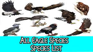 all eagle species species list you