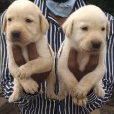 Bringing a labrador into your life is a very big decision. Cute Labrador Retriever Puppies Available Chandigarh Zamroo