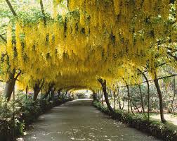 Maybe you would like to learn more about one of these? Best Fragrant Trees For Your Landscaping