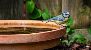 Making Your Backyard A Bird Sanctuary