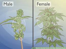 The 2 Best Ways To Identify Female And Male Marijuana Plants