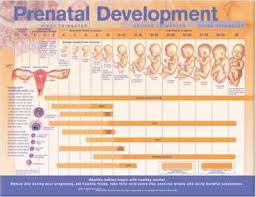 Prenatal Development Anatomical Chart Anatomical Chart