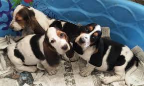 Woebgon bassets is located in southern california. Adorable Basset Hound Puppies 2 Tri Males 1 Tri Female For Sale In Phelan California Classified Americanlisted Com