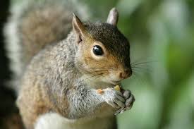 squirrels t habits other facts