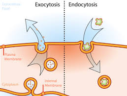 In these two situations, vesicles are made around the material which is transported through the p. 2 17 Exocytosis And Endocytosis Biology Libretexts