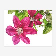 botanical art prints with a difference