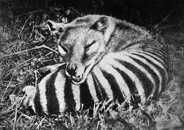 A blog dedicated to the thylacine or tasmanian tiger (thylacinus cynocephalus), the largest carnivorous marsupial to survive into historic times. Tasmanian Tiger Tasmanian Wolf Thylacine Dinoanimals Com
