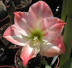 amaryllis bulbs are holiday gifts that