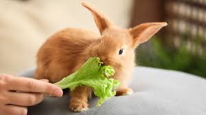 understand how rabbits eat bechewy