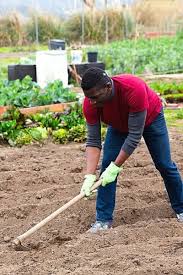 Soil Is Best For Growing Vegetables