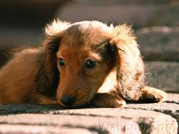 a long haired miniature dachshund puppy