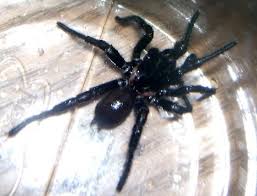 Texas Spider Black Hairy Large Eucteniza Relata