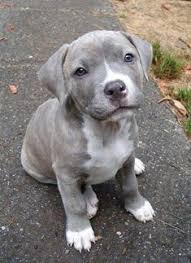 The staffordshire bull terrier is not a dog for. 10 Staffie Mixes Ideas Puppies Animals Pitbulls
