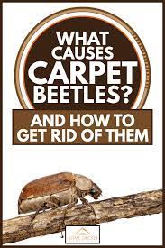 what causes carpet beetles and how to