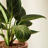 How do I care for my Xanadu philodendron?
