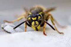 Why do wasps always return to the same spot?