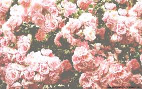 I gathered some very very cute animated backgrounds to use for you guys, enjoy! Pink Flower Wallpaper Tumblr Wallpapers Background Pink Aesthetic Backgrounds Flowers 1152x727 Wallpaper Teahub Io